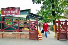 green market_palic_3